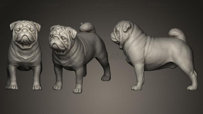 3D model Pug Dog (STL)